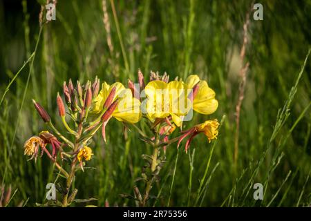 Serata Primrose (Oenotera) fiori in bel giallo con nuove gemme. Foto Stock