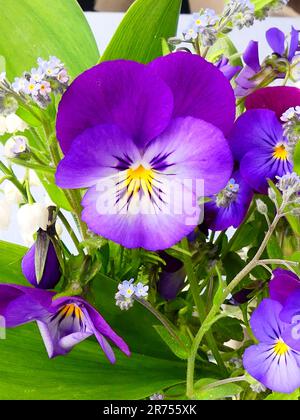 Bouquet di fiori con violette Foto Stock