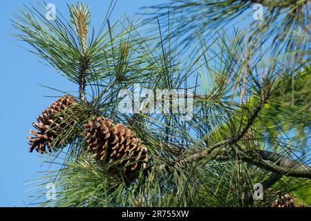Coni di pino Jeffrey Pinus jeffreyi Foto Stock