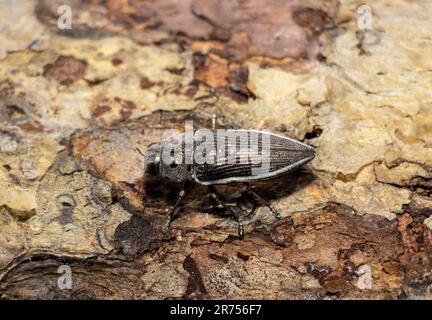 Il Beetle gioiello di Eyed è chiamato per i punti pseudo occhio sul torace. Uno dei più grandi della famiglia sono raramente comuni. Foto Stock