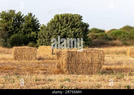 Paglia impaccata dopo la raccolta di grano in un campo agricolo. Israele Foto Stock