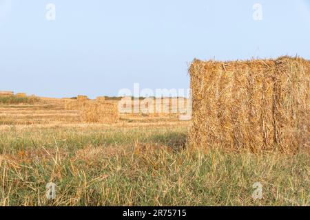 Paglia impaccata dopo la raccolta di grano in un campo agricolo. Israele Foto Stock