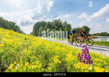 Parco nazionale Donau-Auen, Parco nazionale del Danubio-Auen, pianura alluvionale (fiume Danubio) Lago di prua Kühwörther Wasser, ciclisti, fiore a Donau, bassa Austria, Austria Foto Stock