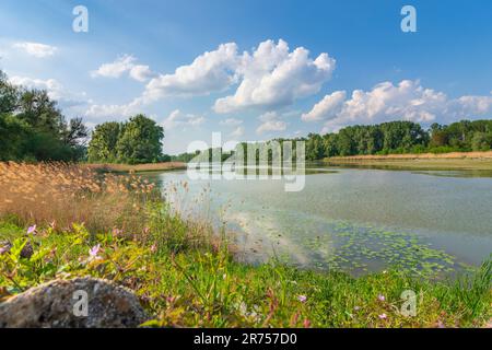 Parco nazionale Donau-Auen, Parco nazionale del Danubio-Auen, pianura alluvionale (fiume Danubio) Lago di prua Kühwörther Wasser a Donau, bassa Austria, Austria Foto Stock