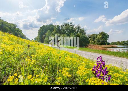 Parco nazionale Donau-Auen, Parco nazionale del Danubio-Auen, pianura alluvionale (fiume Danubio) Lago di prua Kühwörther Wasser, ciclisti, fiore a Donau, bassa Austria, Austria Foto Stock