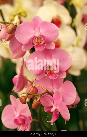 Orchidea Phalaenopsis. Genere di orchidee noto come orchidee di falena. Foto Stock