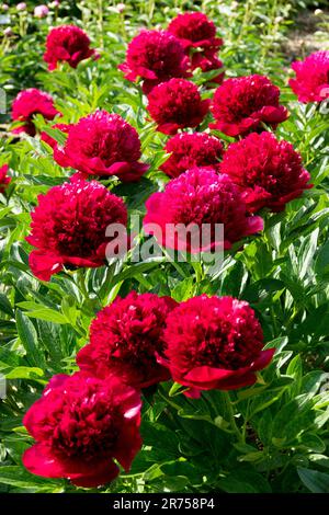 Peonia "fascino rosso" Peonia "fascino rosso" Peonie fiori rossi Foto Stock