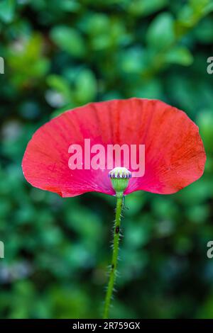 Papavero di oppio (Papaver somniferum) nel giardino Foto Stock