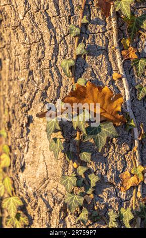 Ivy con hoarfrost, primo piano Foto Stock