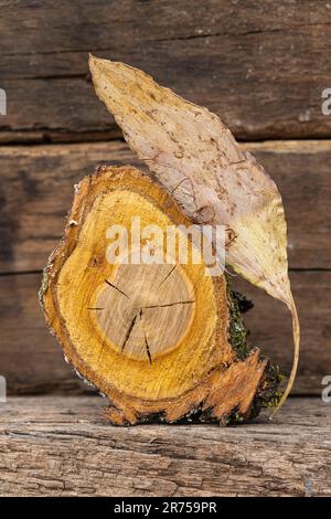 Pezzo di legno di segato fuori albero, foglia essiccata, vita ferma Foto Stock