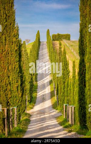 Italia, Toscana, provincia di Siena, Castelnuovo Berardenga, cipressi vicino al paese di San Gusmè Foto Stock