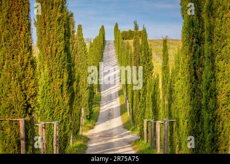 Italia, Toscana, provincia di Siena, Castelnuovo Berardenga, cipressi vicino al paese di San Gusmè Foto Stock