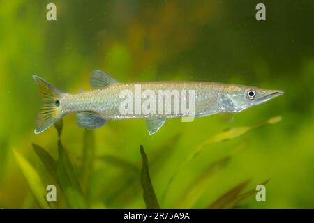 Caracine di luccio africano, epsetidi (Ctenolucius hujeta), nuoto maschio, vista laterale Foto Stock