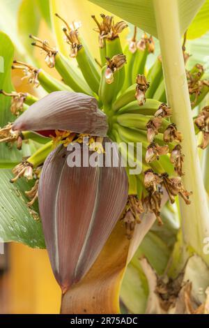 Banana (Musa paradisiaca, Musa x paradisiaca), infiorescenza con fiori femminili e maschili Foto Stock