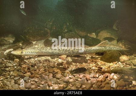 Lampreda di mare (Petromyzon marinus), sul terreno di ghiaia del fiume, vista laterale Foto Stock