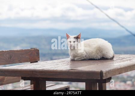 Un'immagine di un gatto randagio che riposa sopra un tavolo nella città vecchia di Pergamon. Foto Stock