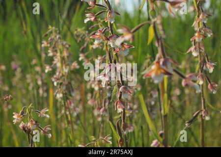 Marsh helleborine (Epipactis palustris), fioritura, Germania, Baviera Foto Stock