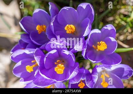 Croco olandese, croco primaverile (Crocus vernus, Crocus napolitanus), fiori dall'alto Foto Stock