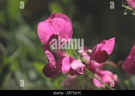 Peavina di noci di terra, vecchiatura tuberosa, piselli tuberosi (Lathyrus tuberosus), fiori, Germania Foto Stock