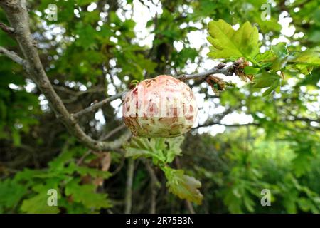 Cerro gallwasp comune, foglie di quercia ciliegio-gall cynipid, ciliegia gall (Cynips quercusfolii), mela di quercia su quercus robur, Francia, Bretagna Foto Stock