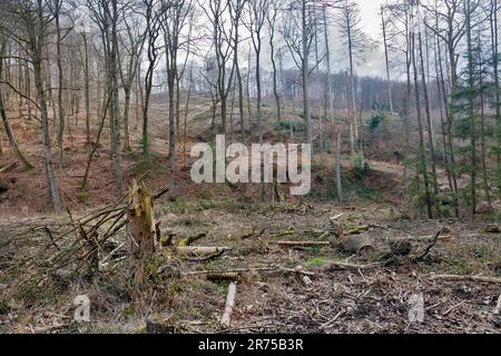 Il dieback forestale ai cambiamenti climatici, Germania, Renania settentrionale-Vestfalia, Sauerland Foto Stock