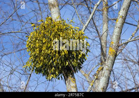 Mistletoe (Viscum album subsp. Album, Viscum album), su salice con un sacco di bacche, Germania, Baviera Foto Stock