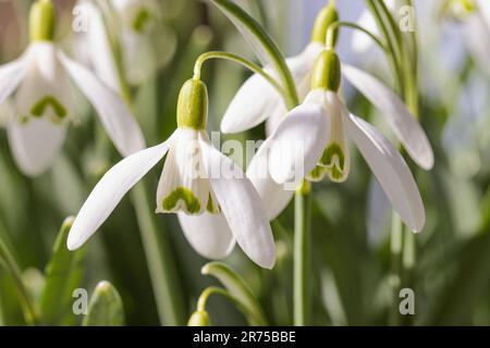 Nevicate comuni (Galanthus nivalis), fiori aperti, Germania, Baviera Foto Stock