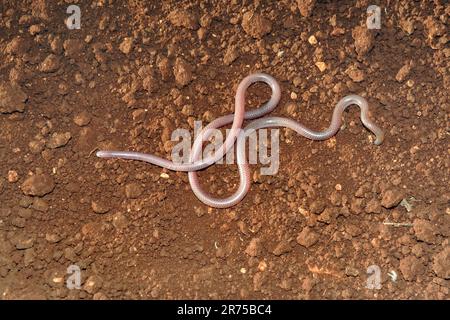 Serpente cieco europeo, serpente cieco greco, serpente di verme (Typhlops vermicularis), sul terreno, vista dall'alto, Turchia, Sanliurfa Foto Stock