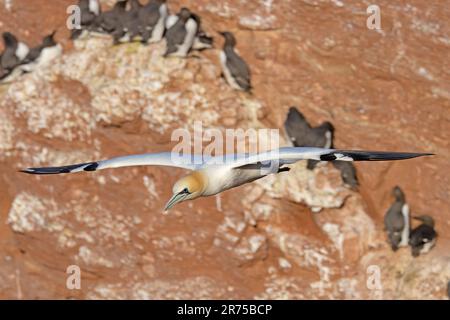 Gannet settentrionale (Sula bassana, Morus bassanus), gannet dagli occhi neri in volo, cambiamento del colore degli occhi dopo infezione da influenza aviaria, Germania, Foto Stock