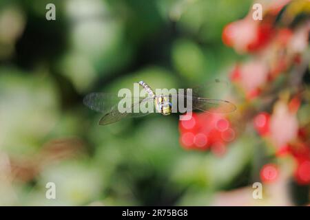 Blu-verde, darner aeshna sud, sud hawker (Aeshna cyanea), in volo, in Germania, in Baviera Foto Stock