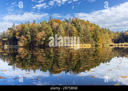 Foresta mista nel fogliame autunnale con riflessione nello Schlosssee con foglie cadute, Germania, Baviera, Eggstaett-Hemhofer Seenplatte, Bad Endorf Foto Stock