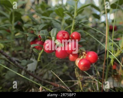 Cowberry, foxberry, lingonberry, mirtillo di montagna (Vaccinium vitis-idaea), cowberry su un ramo, Germania Foto Stock