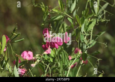 Terra-dado, peavine vetchling tuberosa, tuberose pisello (Lathyrus tuberosus), fioritura, Germania Foto Stock