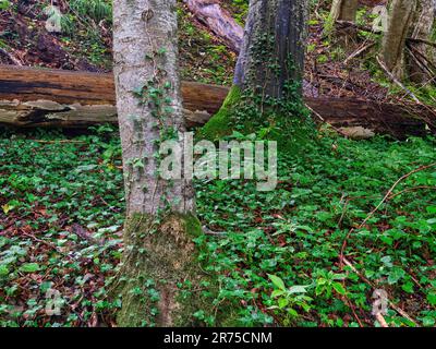 Geotope Layer Springs al Katzbrui Mill Museum Foto Stock