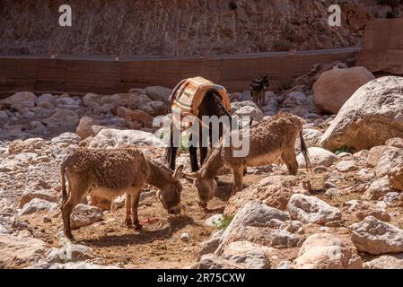 Tre asini che pascolano tra le pietre su un campo asciutto nelle montagne dell'Atlante, Marocco Foto Stock