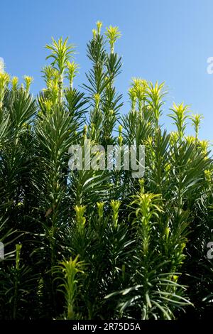 Harrington Plum Yew, Cephalotaxus harringtonii 'Fastigiata', Primavera, nuovo, tiri Foto Stock