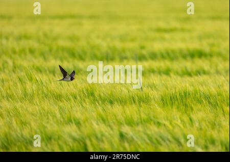 Fienile Swallow uccello in volo sul verde campo agricolo in campagna Foto Stock