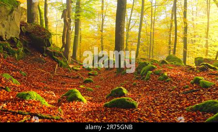 Autunno foresta nella gola del Diavolo vicino Ernzen, Farschweiler Plateau, Eifel Sud, Eifel, Renania-Palatinato, Germania Foto Stock