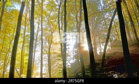 Autunno foresta nella gola del Diavolo vicino Ernzen, Farschweiler Plateau, Eifel Sud, Eifel, Renania-Palatinato, Germania Foto Stock