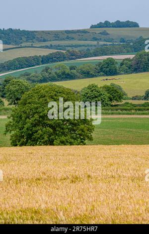 Guardando il Chanctonbury Ring (raggruppamento di alberi all'orizzonte) da vicino Findon Village, West Sussex, Regno Unito. Foto Stock