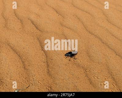 Uno scarabeo nero nel deserto di Erg Chebbi in Marocco Foto Stock