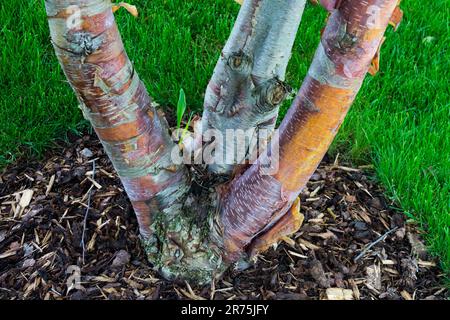 Betulla rossa cinese, Betula albosinensis , corteccia d'albero, betula tronco in giardino Foto Stock