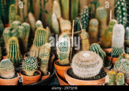 Grande collezione di diversi tipi di piante di cactus in vaso Foto Stock
