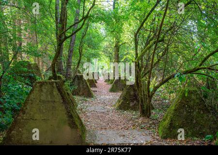 Sentiero escursionistico Höckerlinie, ex barriere blindate del Westwall vicino Mettlach-Orscholz, Mettlach, Saartal, Saarland, Germania Foto Stock
