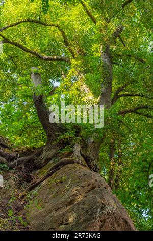 Rocce di arenaria sul Klause nel distretto di Kastel, Kastel-Staadt, Saartal, Saar-Hunsrück Parco Naturale, Saargau, Renania-Palatinato, Germania Foto Stock