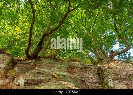 Rocce di arenaria sul Klause nel distretto di Kastel, Kastel-Staadt, Saartal, Saar-Hunsrück Parco Naturale, Saargau, Renania-Palatinato, Germania Foto Stock