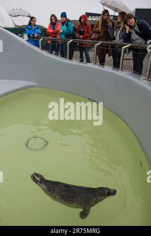 Im Ecomare in Texel Holland, einer Aufzucht Station für Seehunde Foto Stock