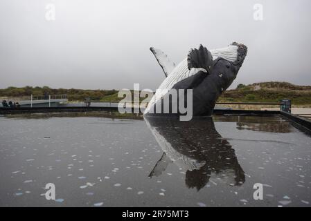 Im Ecomare in Texel Holland, einer Aufzucht Station für Seehunde Foto Stock