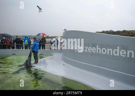 Im Ecomare in Texel Holland, einer Aufzucht Station für Seehunde Foto Stock