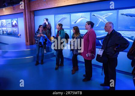 Im Ecomare in Texel Holland, einer Aufzucht Station für Seehunde Foto Stock